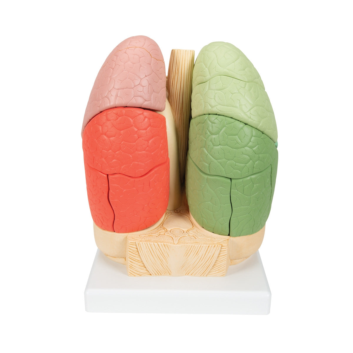 Segmented Lung Model (20 Part)
