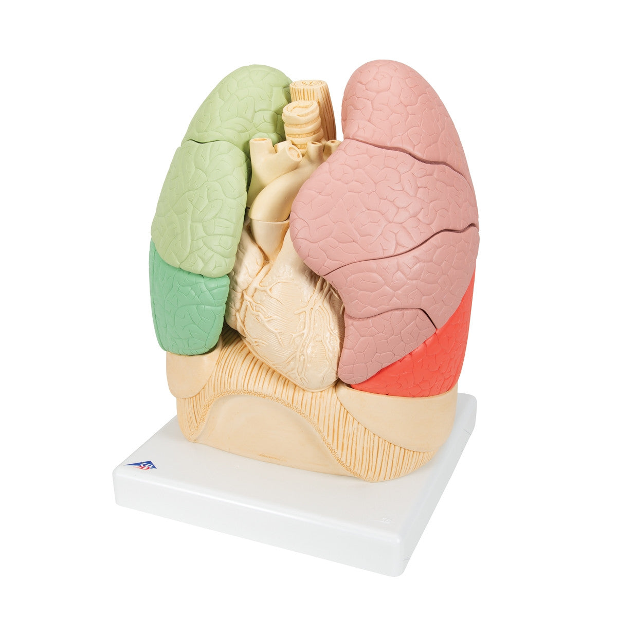 Segmented Lung Model (20 Part)