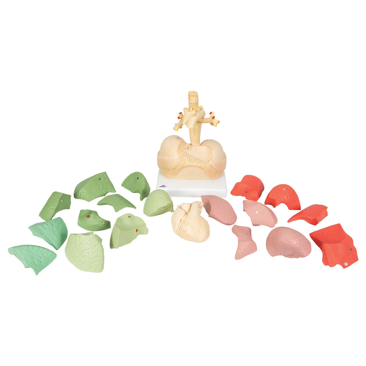 Segmented Lung Model (20 Part)