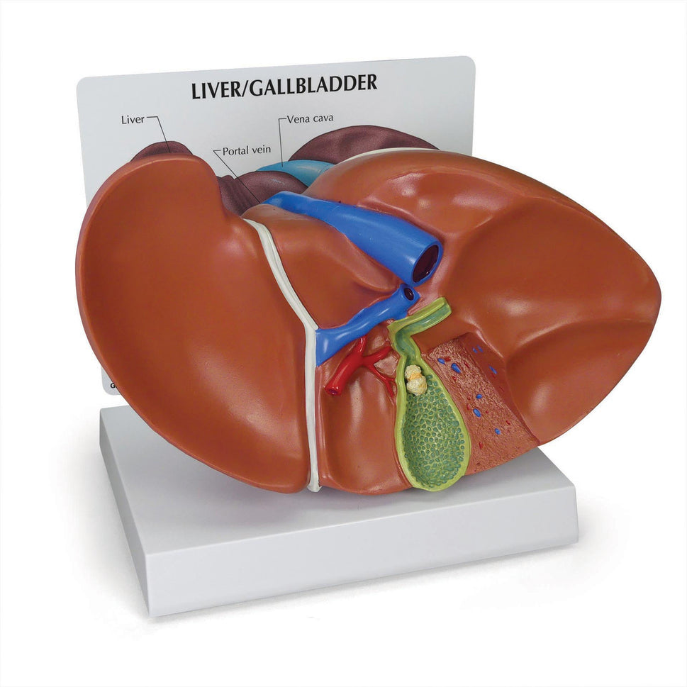 Liver Anatomy & Pathology Collection