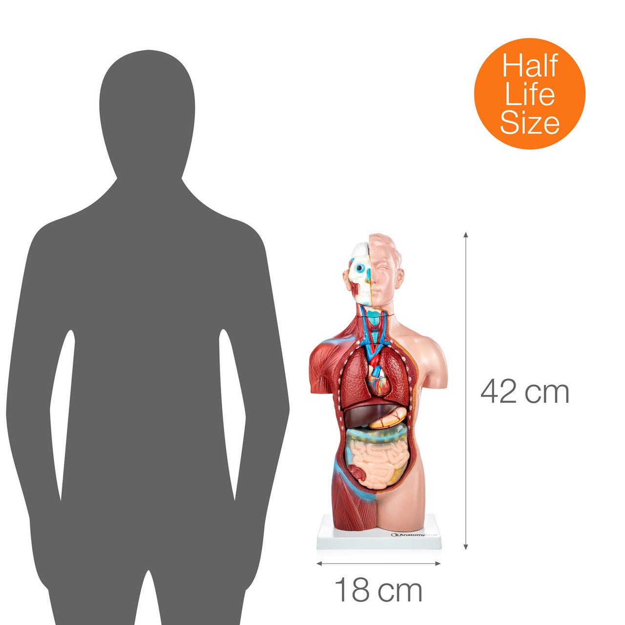 Budget Genderless Torso Model (18 part)