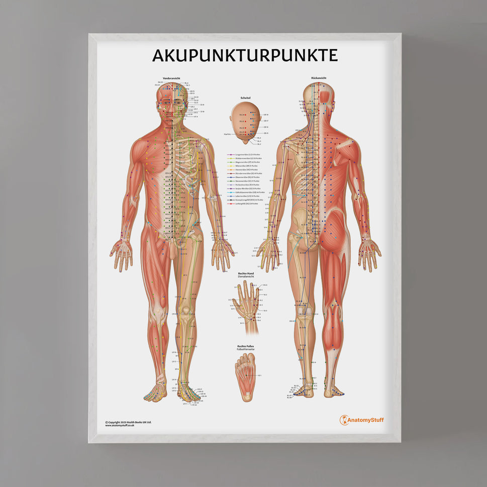 Akupunkturpunkte Chart / Poster - German