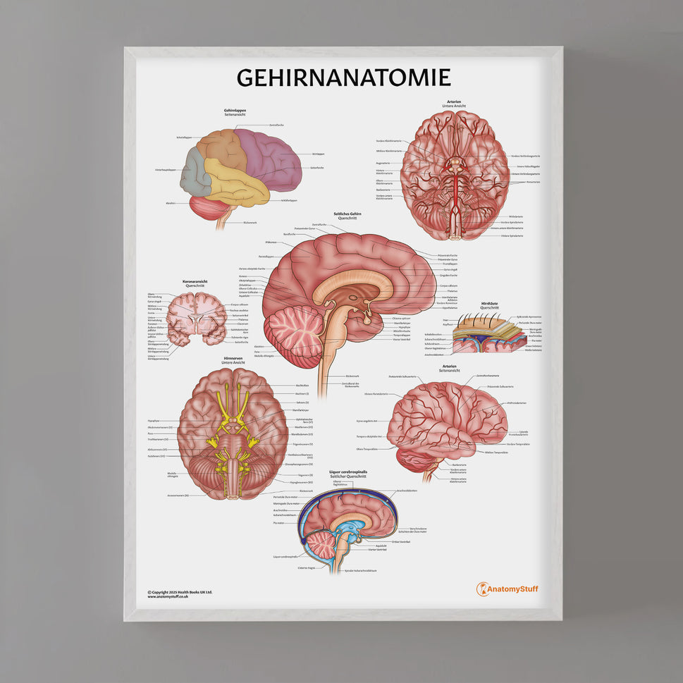 Gehirnanatomie Chart / Poster - German