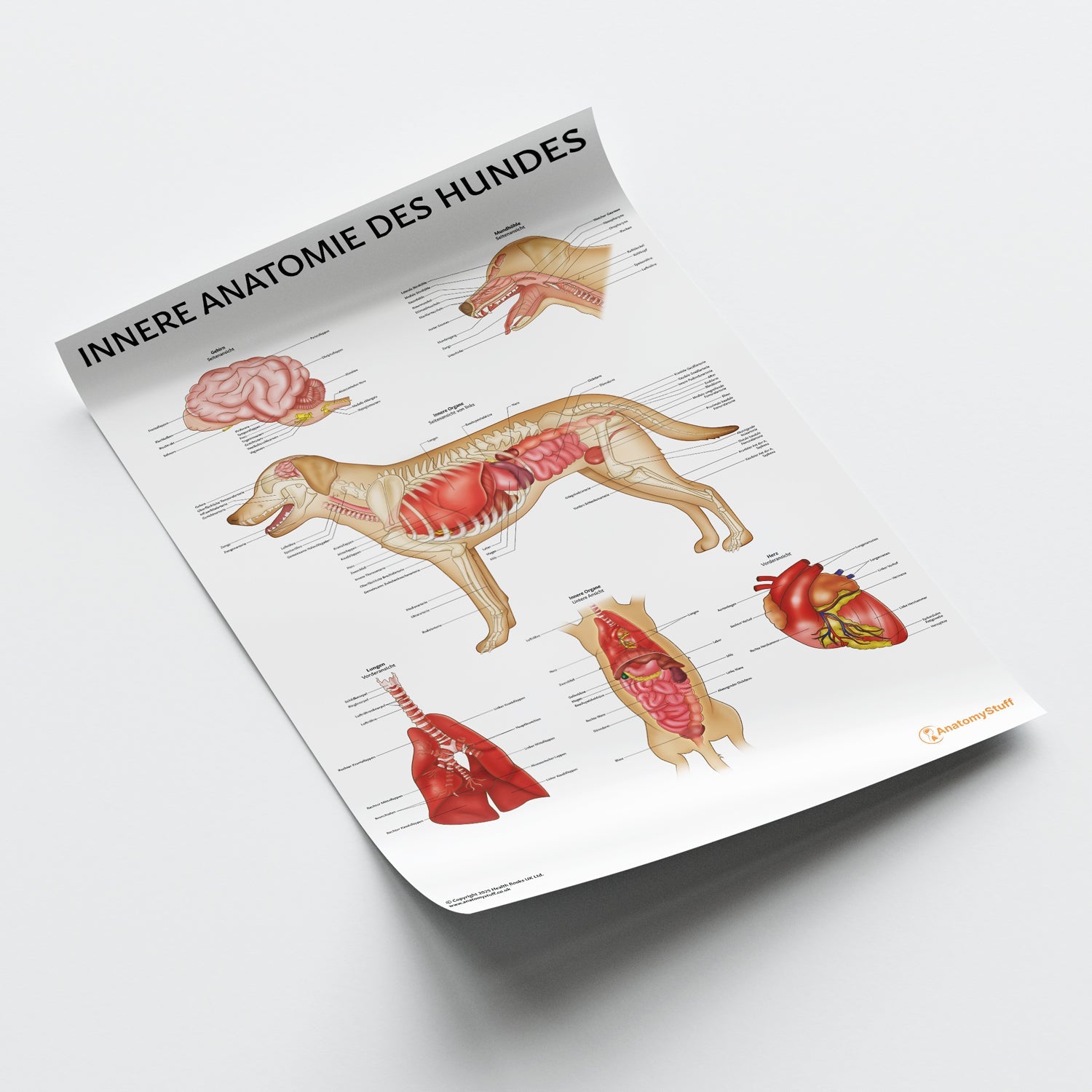 Innere Anatomie des Hundes Chart / Poster - German