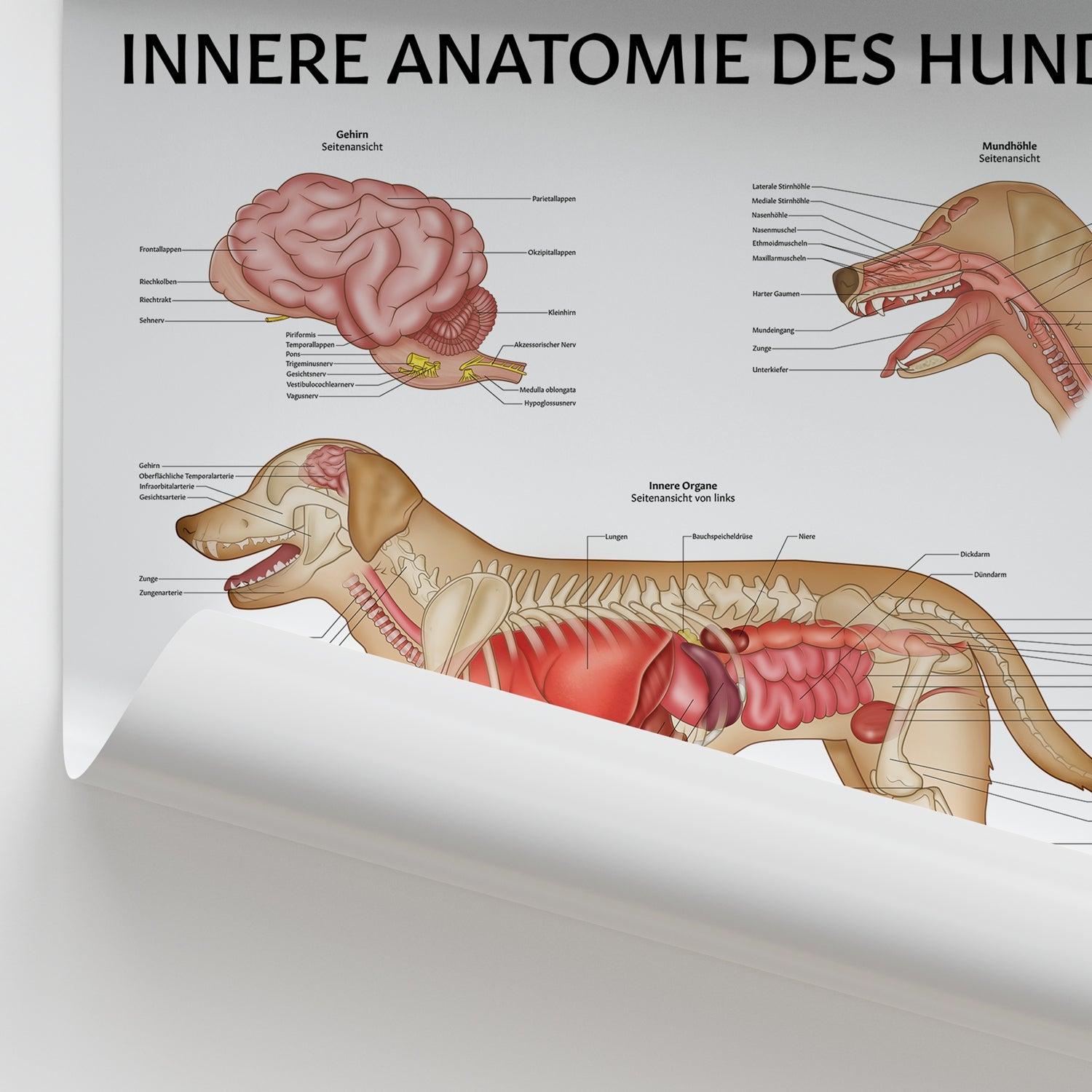 Innere Anatomie des Hundes Chart / Poster - German
