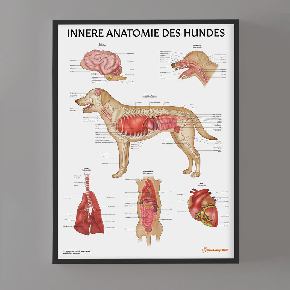 Innere Anatomie des Hundes Chart / Poster - German