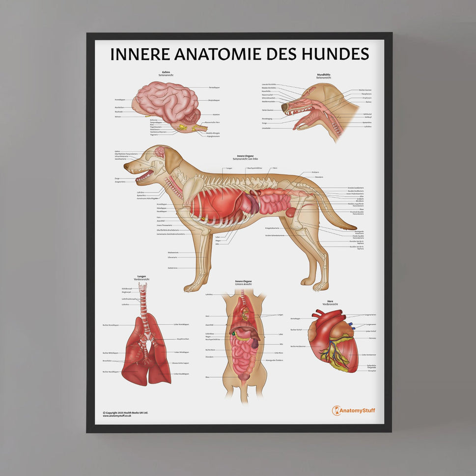 Innere Anatomie des Hundes Chart / Poster - German