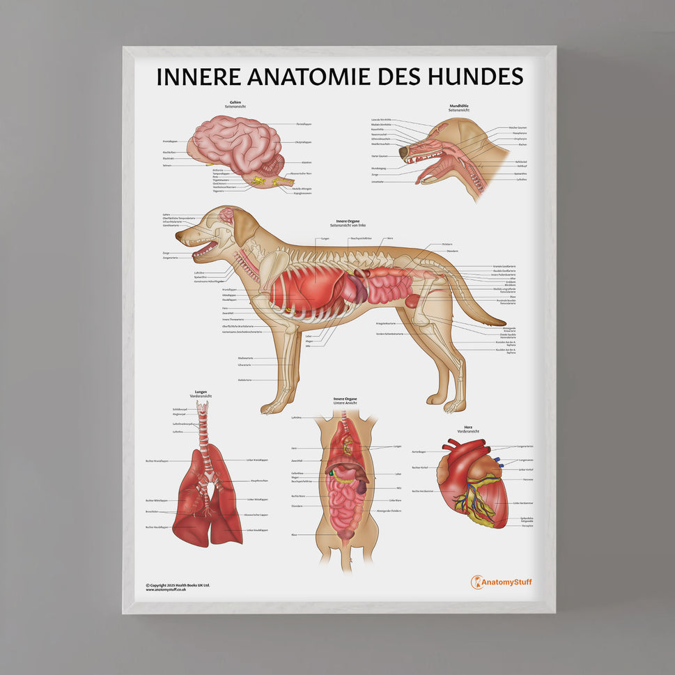 Innere Anatomie des Hundes Chart / Poster - German