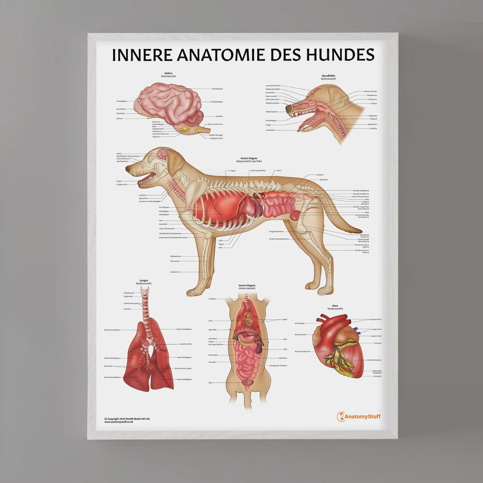 Innere Anatomie des Hundes Chart / Poster - German