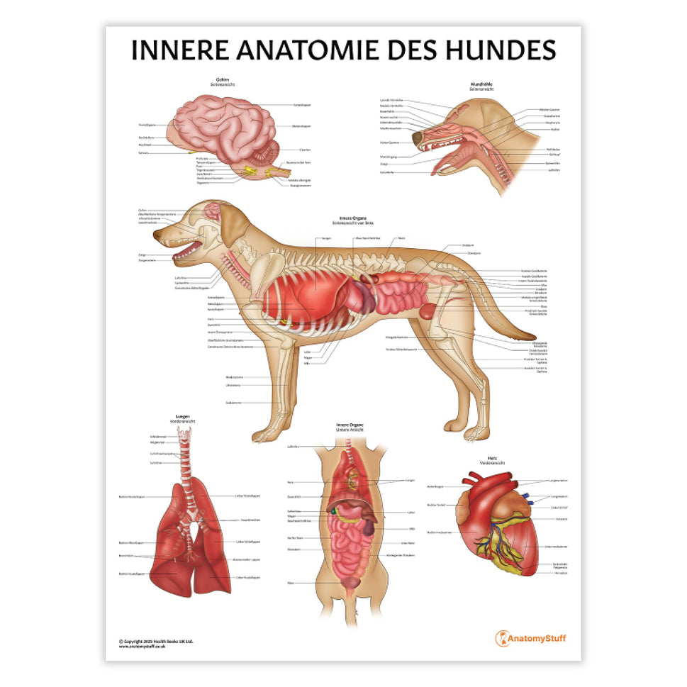 Innere Anatomie des Hundes Chart / Poster - German