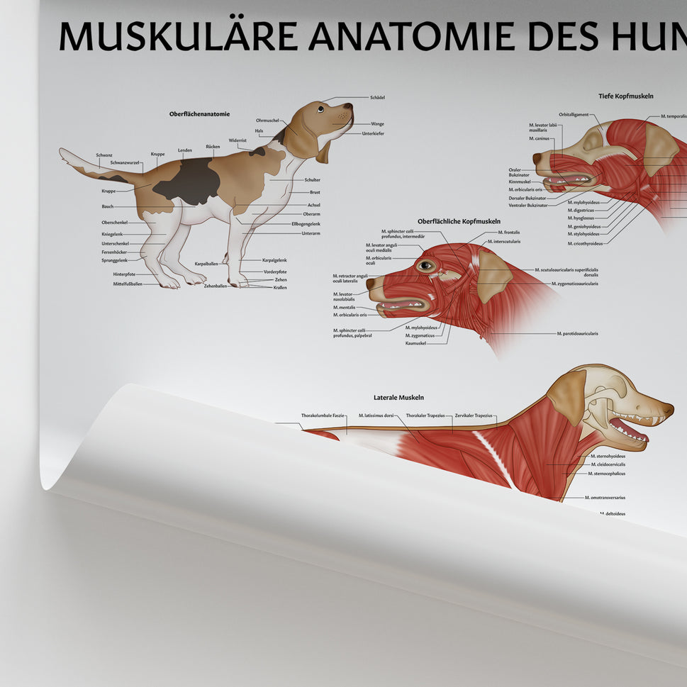 Muskuläre Anatomie des Hundes Chart / Poster - German