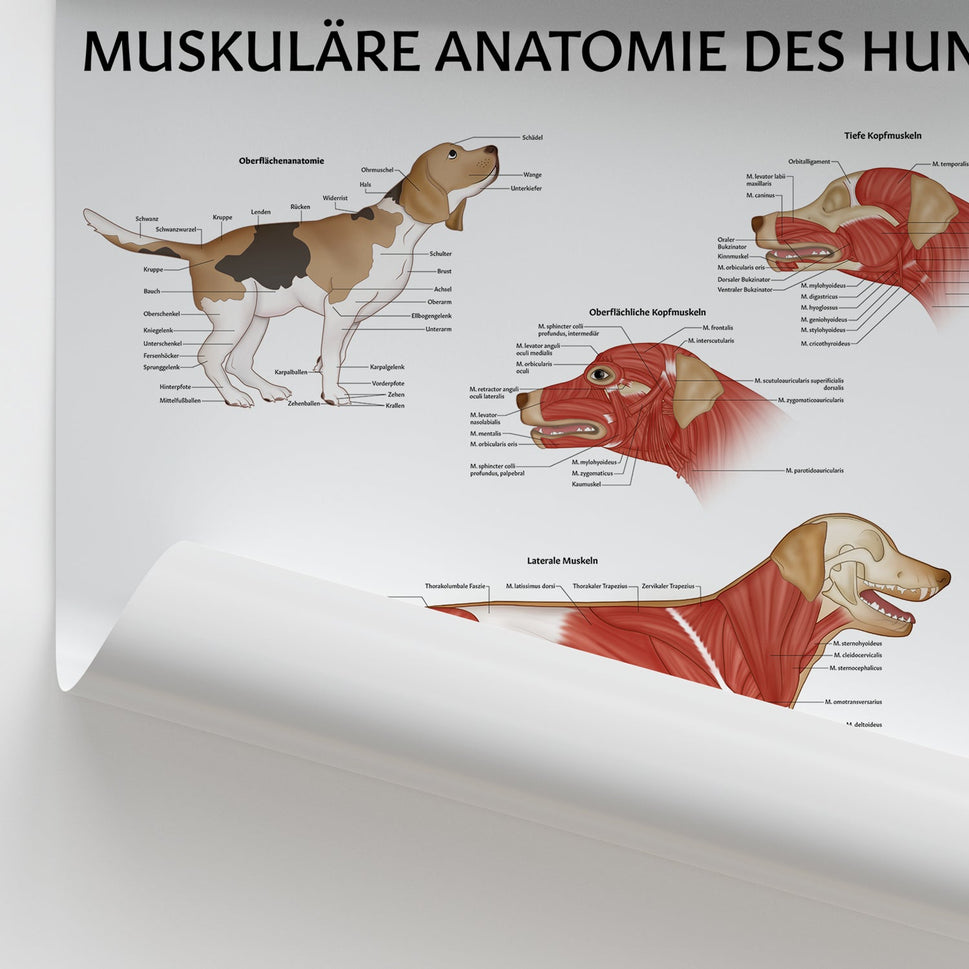 Muskuläre Anatomie des Hundes Chart / Poster - German