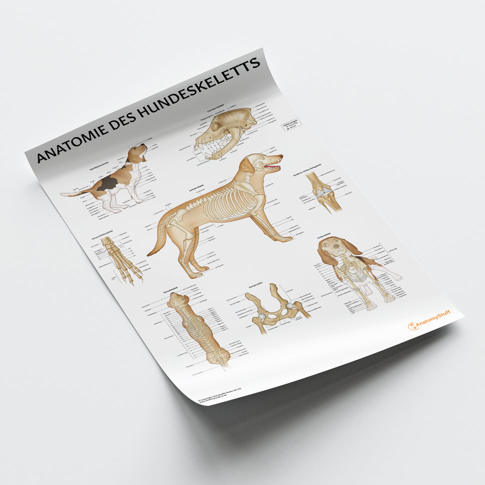Anatomie des Hundeskeletts Chart / Poster - German