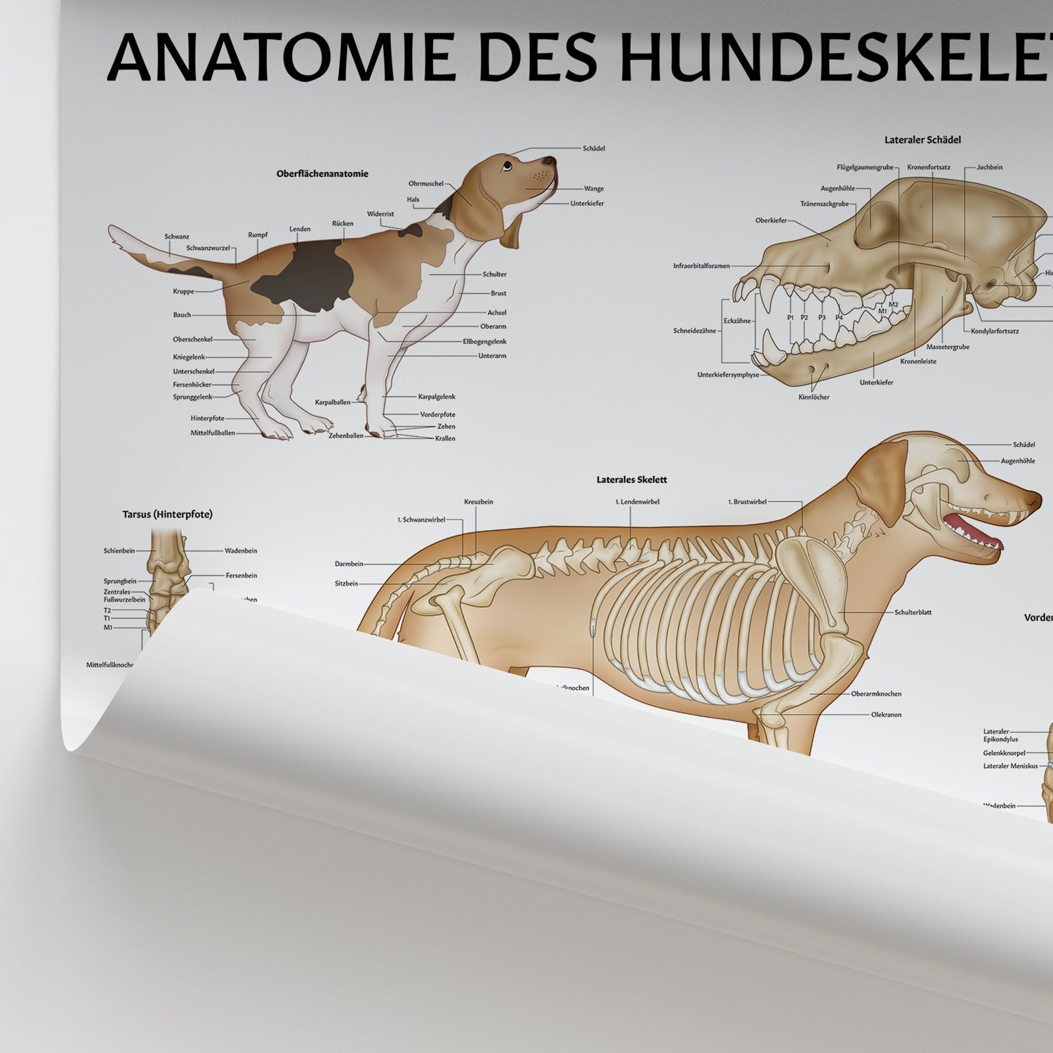 Anatomie des Hundeskeletts Chart / Poster - German