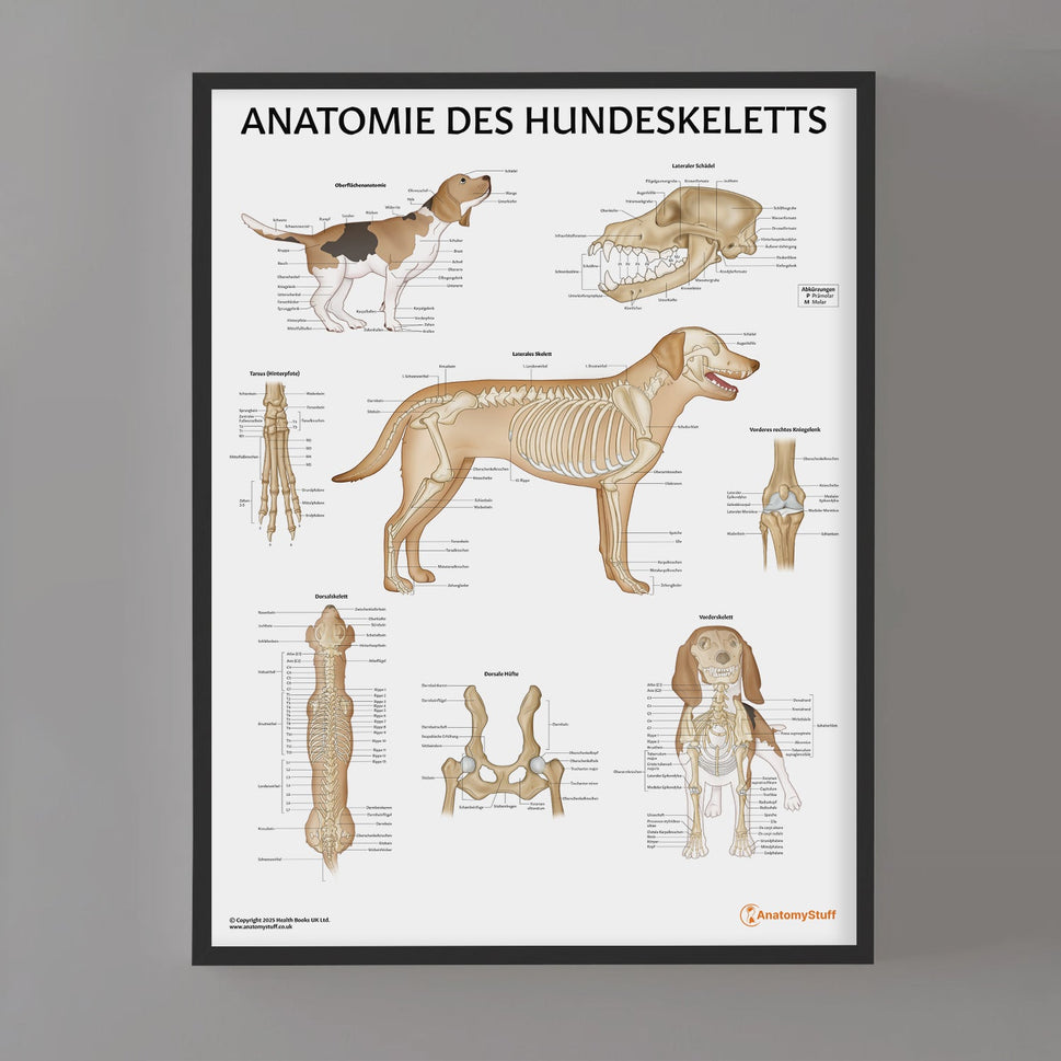 Anatomie des Hundeskeletts Chart / Poster - German