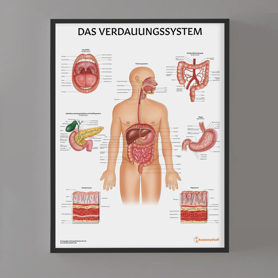 Das Verdauungssystem Chart / Poster - German