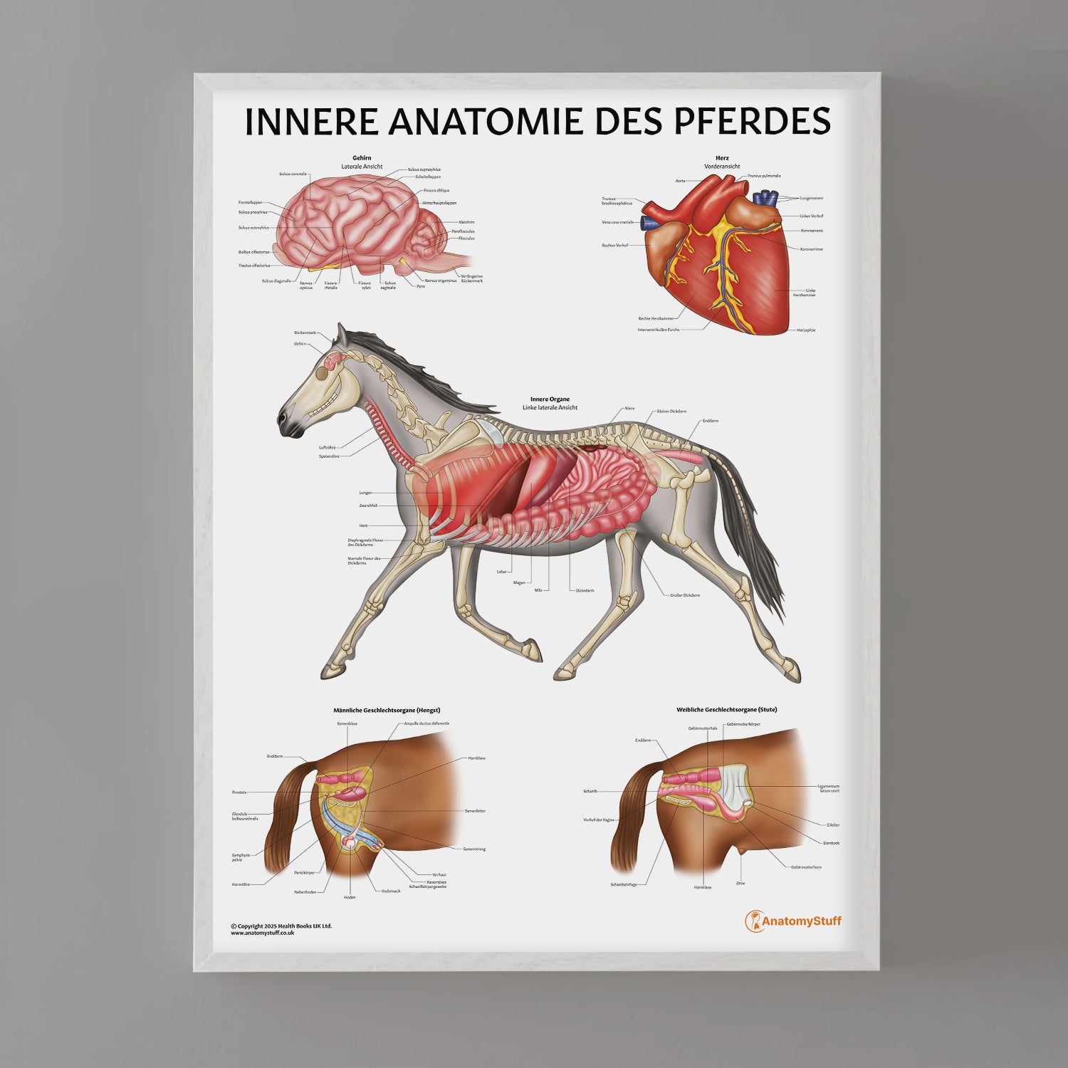 Innere Anatomie des Pferdes Chart / Poster - German