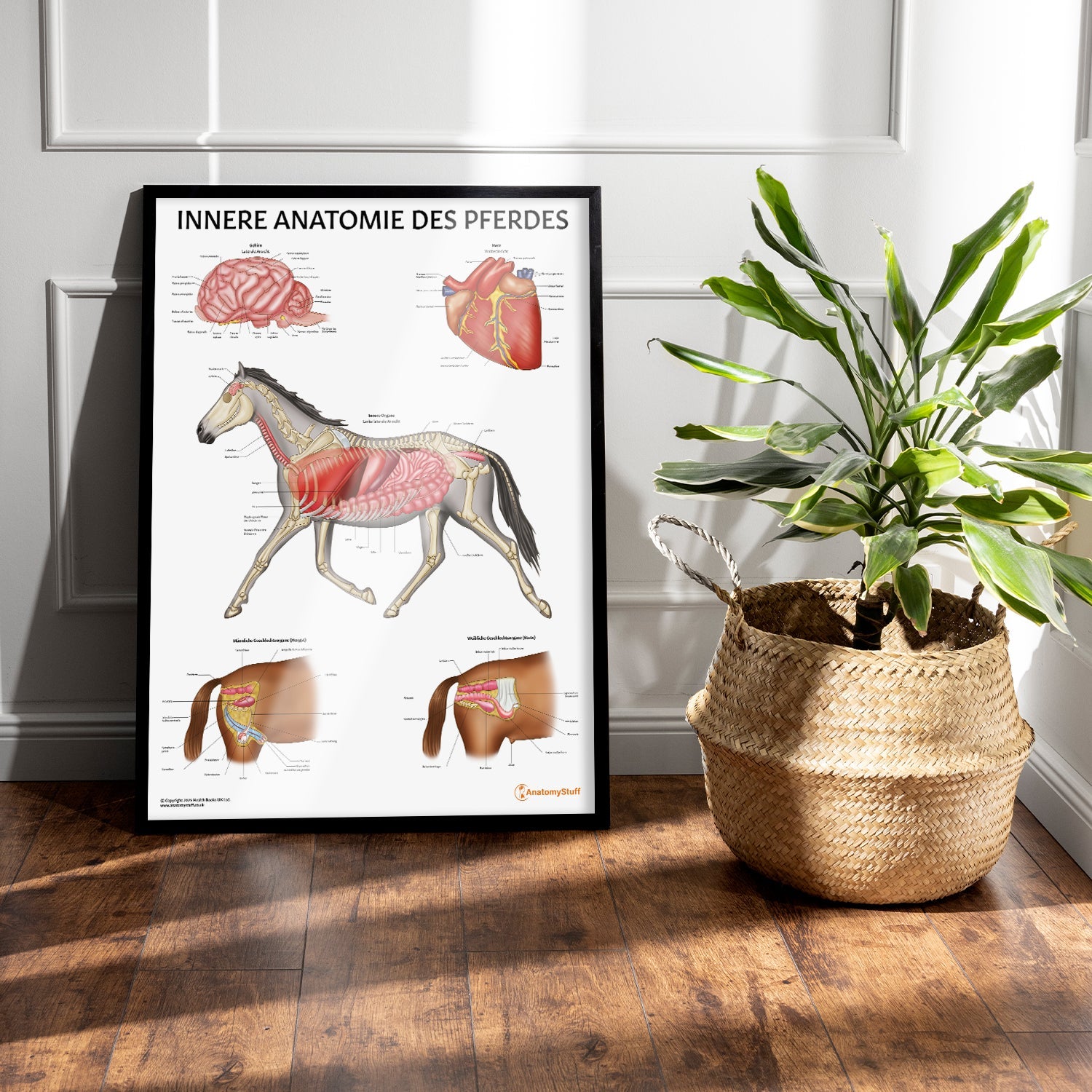 Innere Anatomie des Pferdes Chart / Poster - German