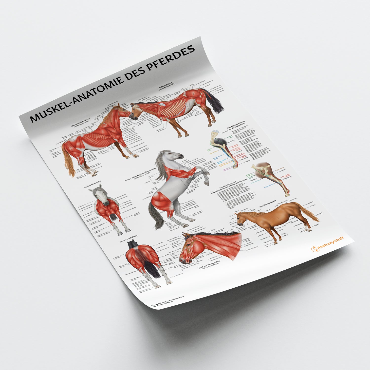 Muskel-Anatomie des Pferdes Chart / Poster - German