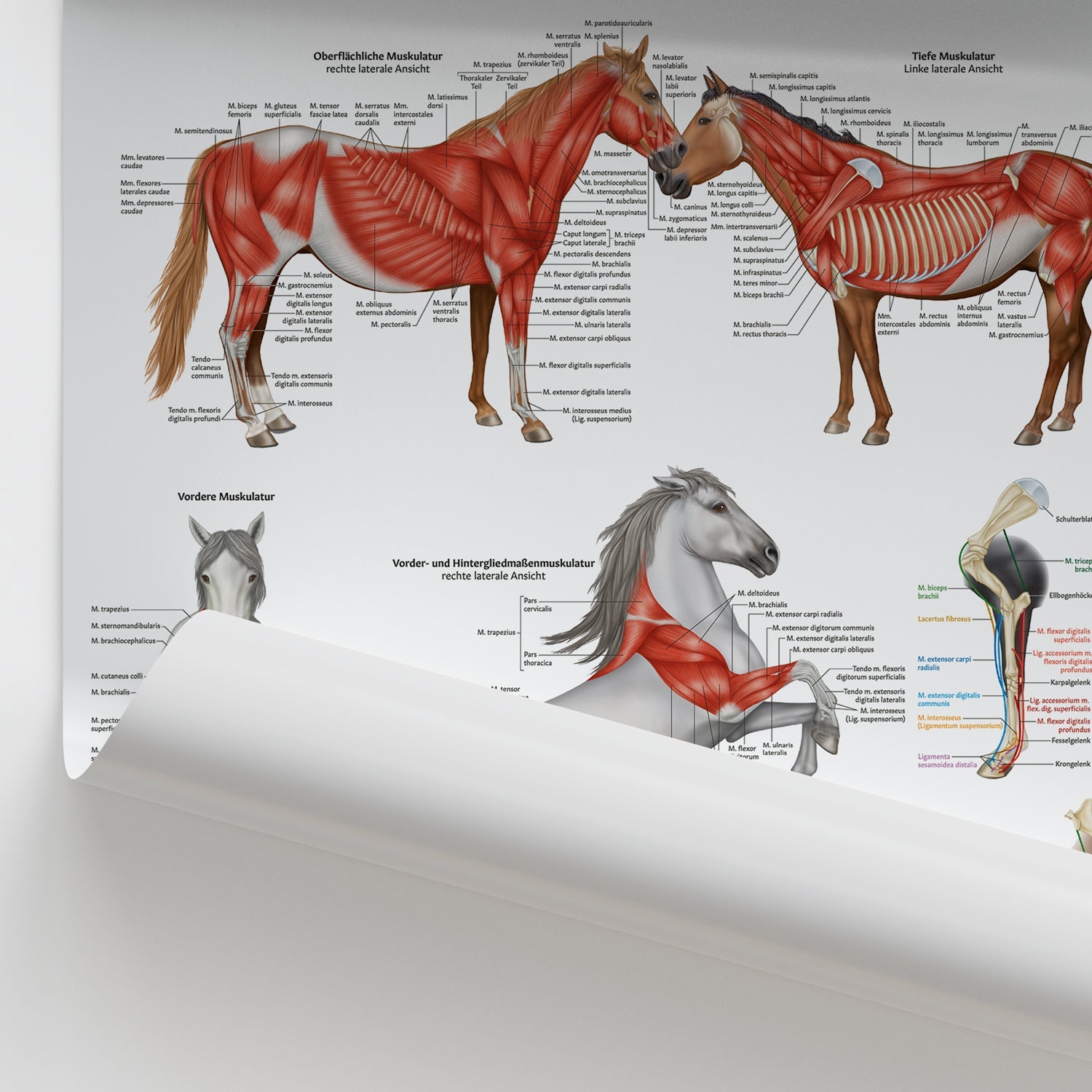 Muskel-Anatomie des Pferdes Chart / Poster - German