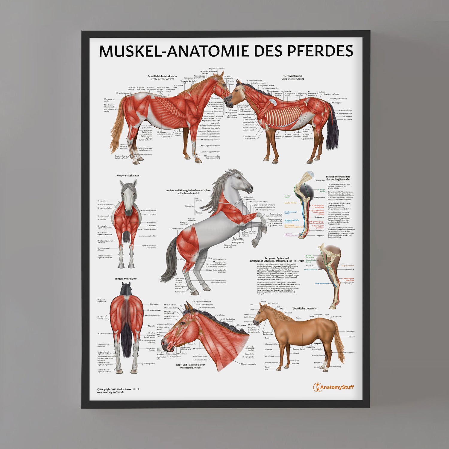 Muskel-Anatomie des Pferdes Chart / Poster - German