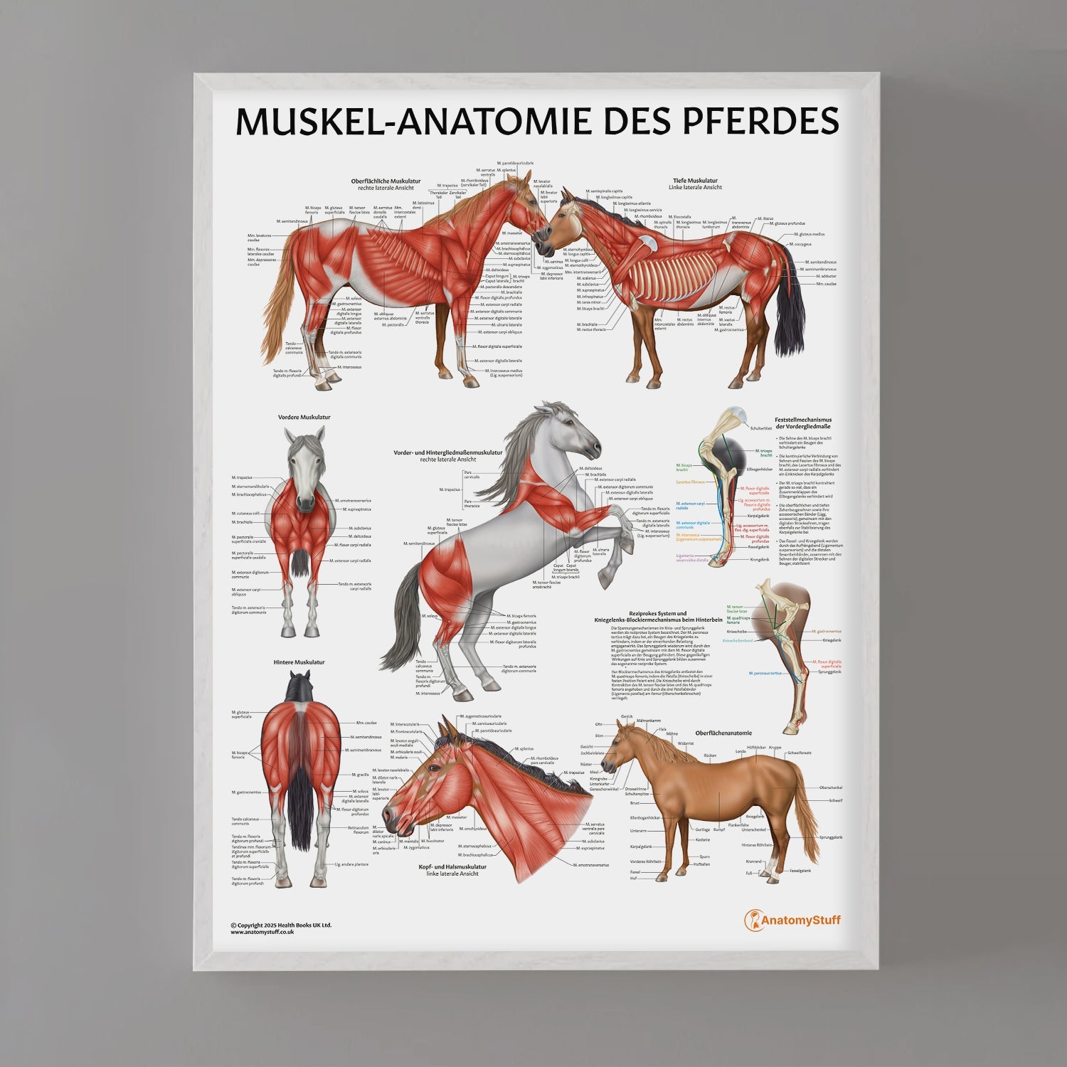 Muskel-Anatomie des Pferdes Chart / Poster - German