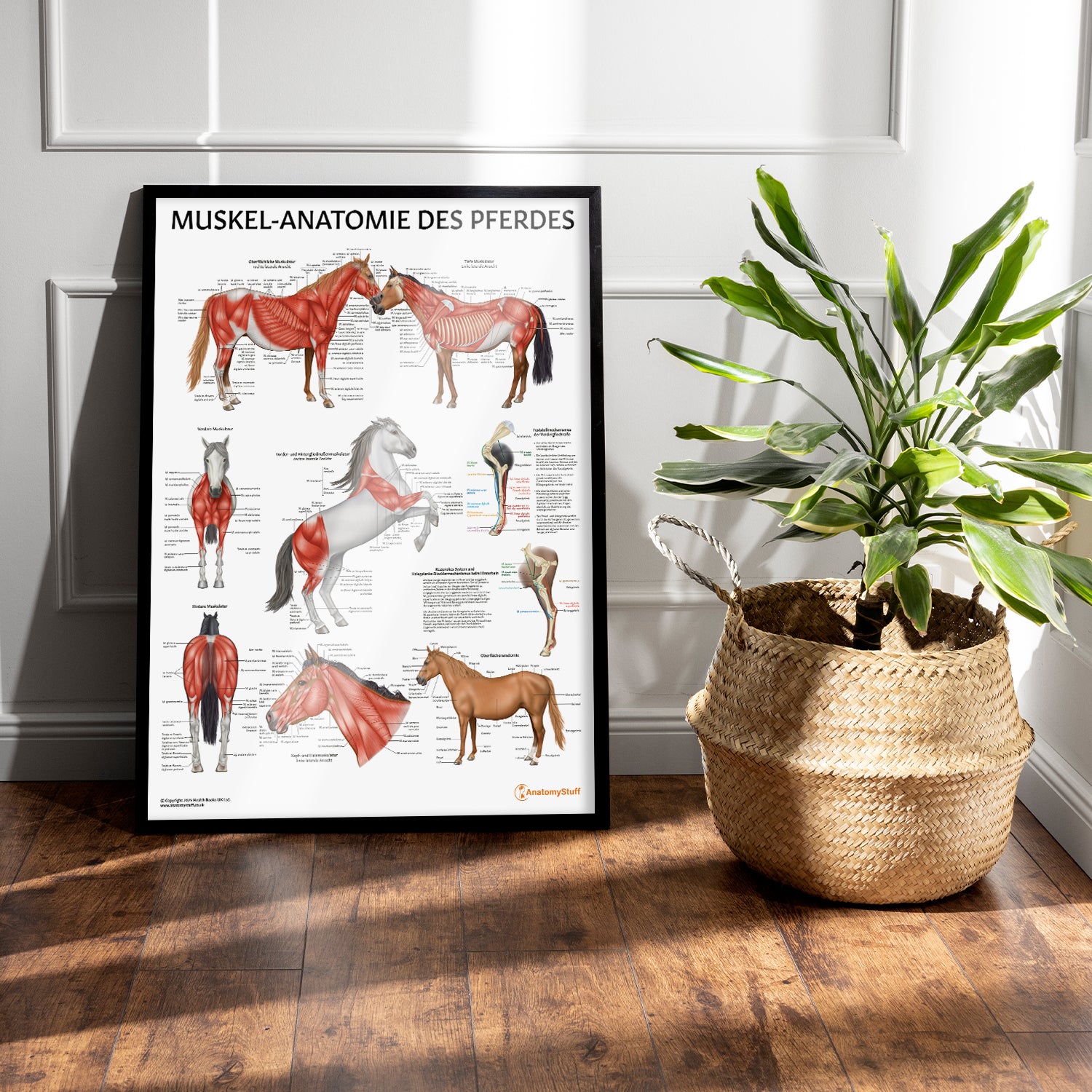 Muskel-Anatomie des Pferdes Chart / Poster - German