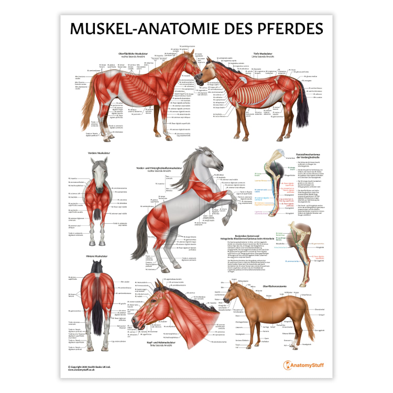 Muskel-Anatomie des Pferdes Chart / Poster - German