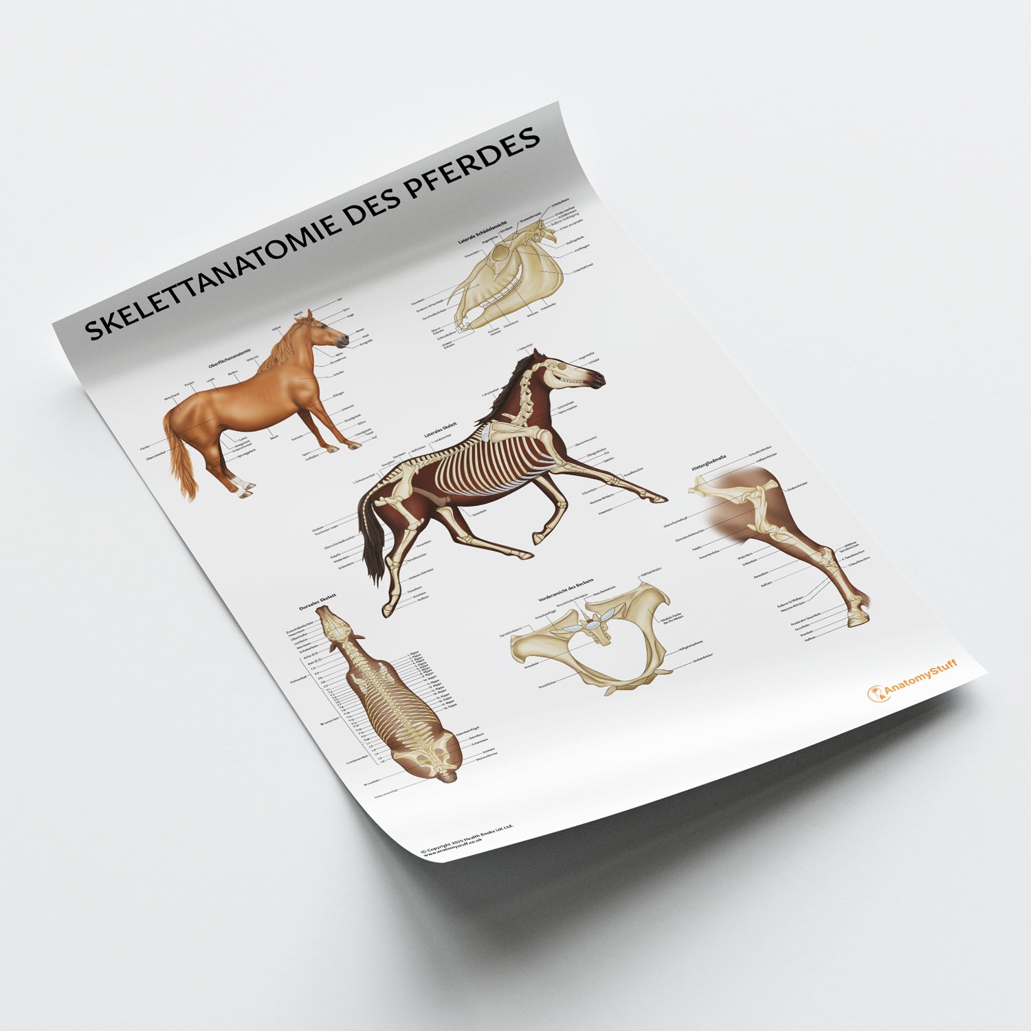 Skelettanatomie des Pferdes Chart / Poster - German