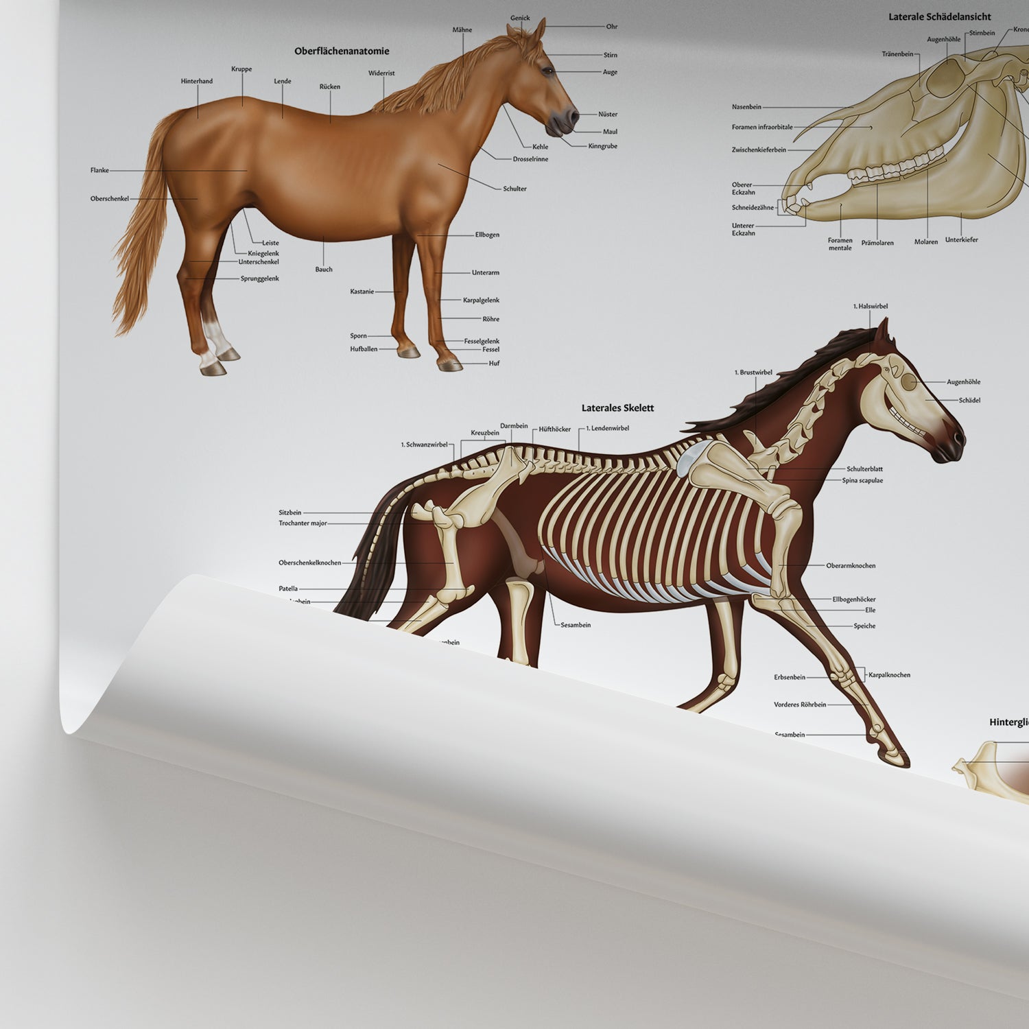 Skelettanatomie des Pferdes Chart / Poster - German