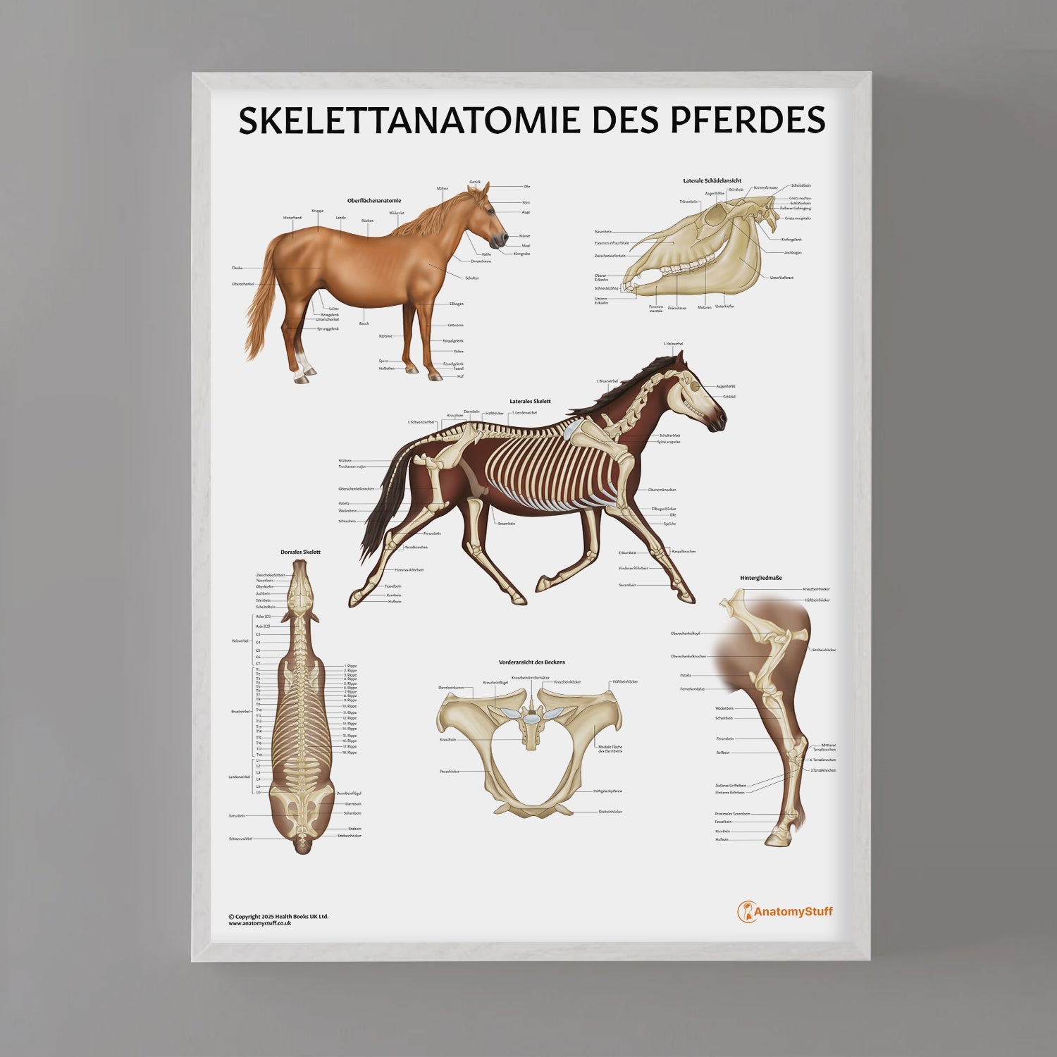 Skelettanatomie des Pferdes Chart / Poster - German