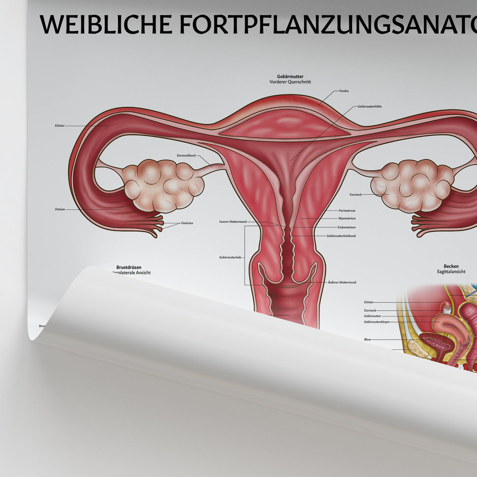 Weibliche Fortpflanzungsanatomie Chart / Poster - German