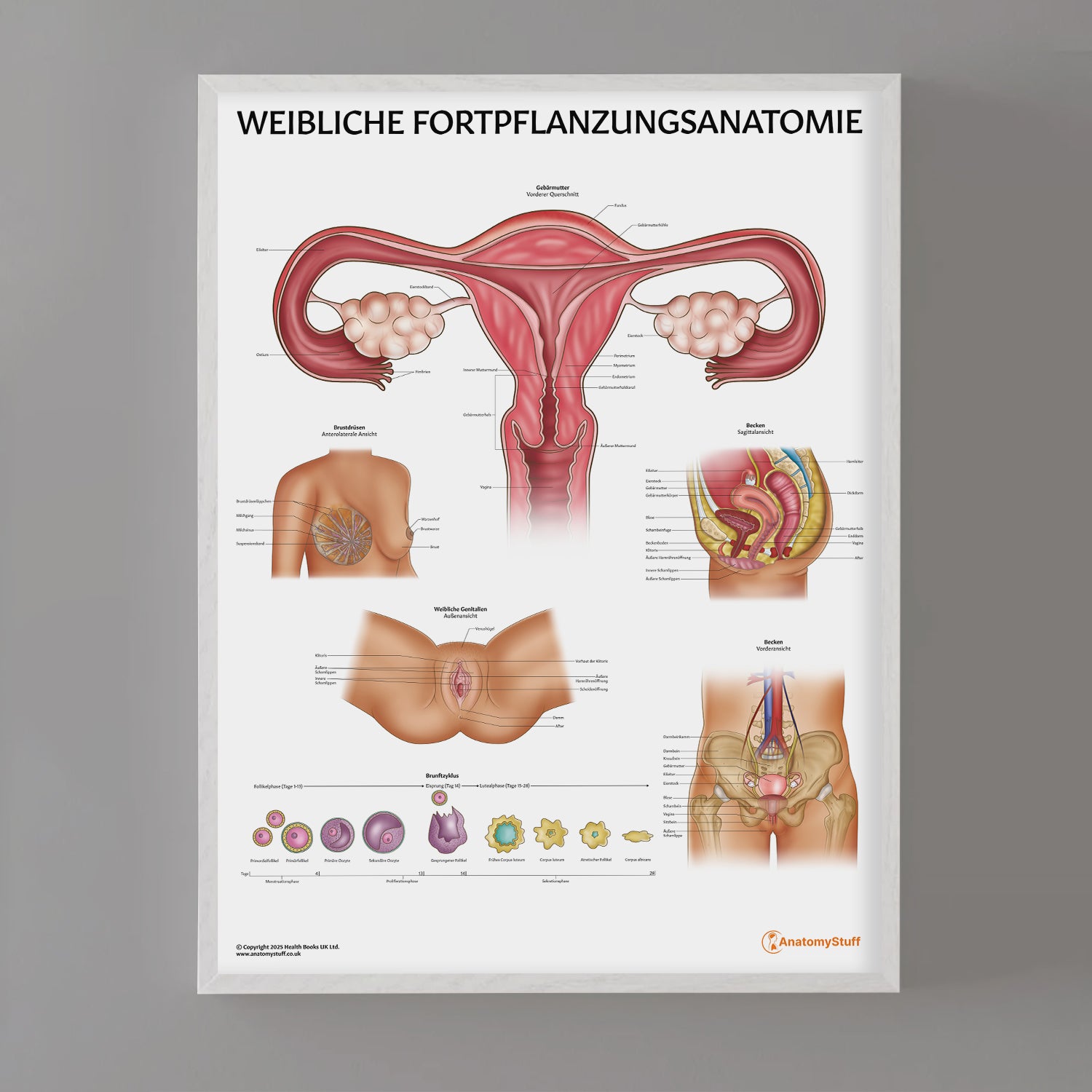 Weibliche Fortpflanzungsanatomie Chart / Poster - German