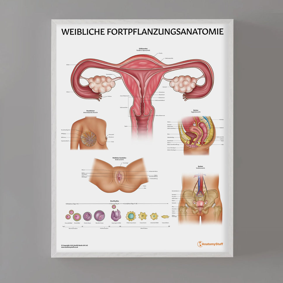 Weibliche Fortpflanzungsanatomie Chart / Poster - German