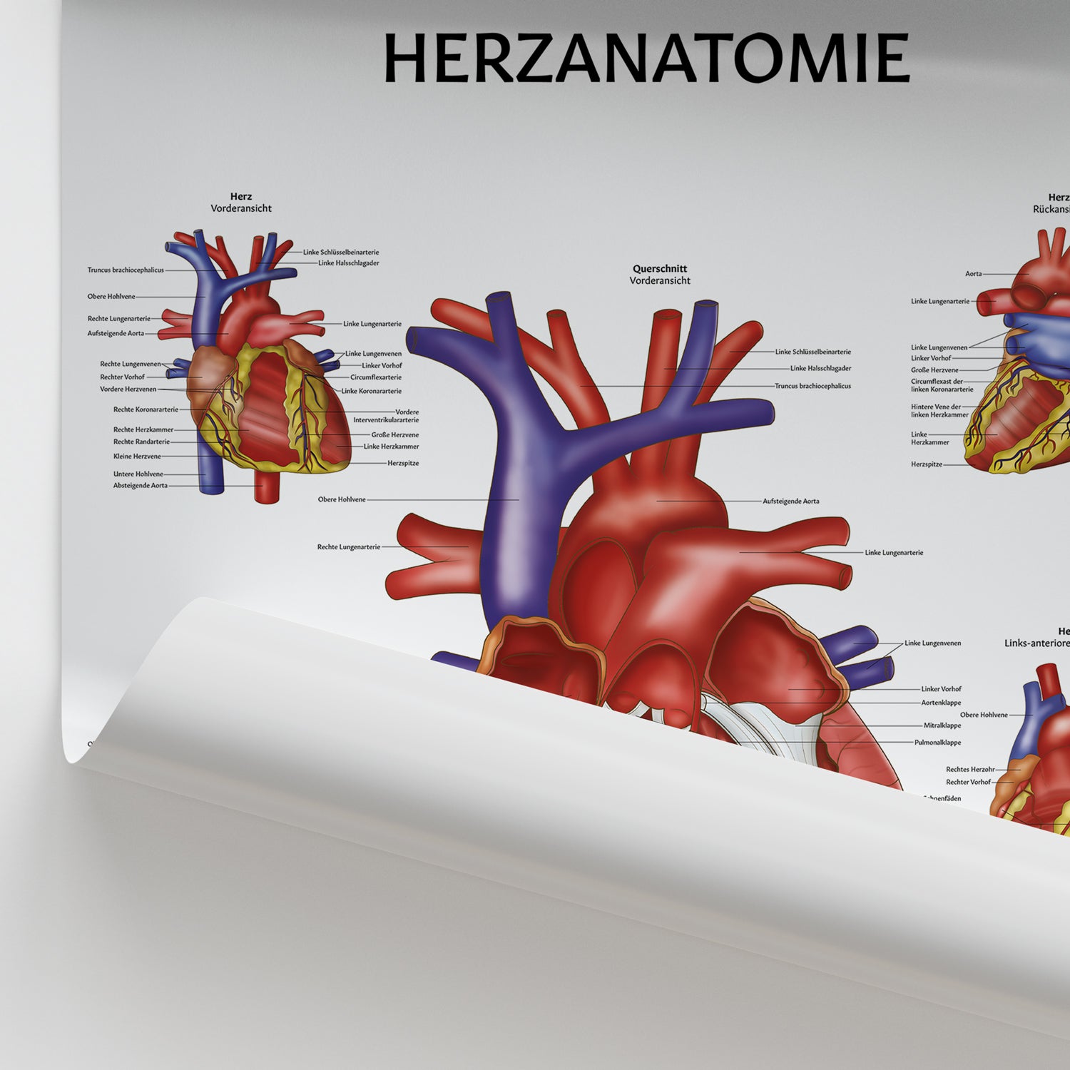 Herzanatomie Chart / Poster - German