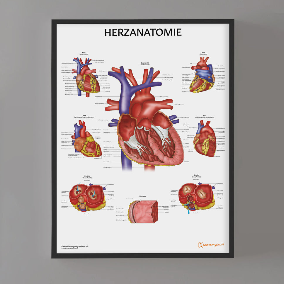 Herzanatomie Chart / Poster - German