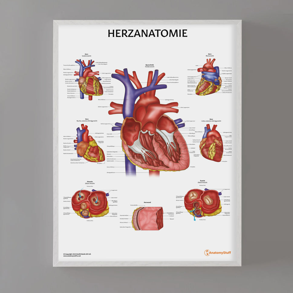 Herzanatomie Chart / Poster - German