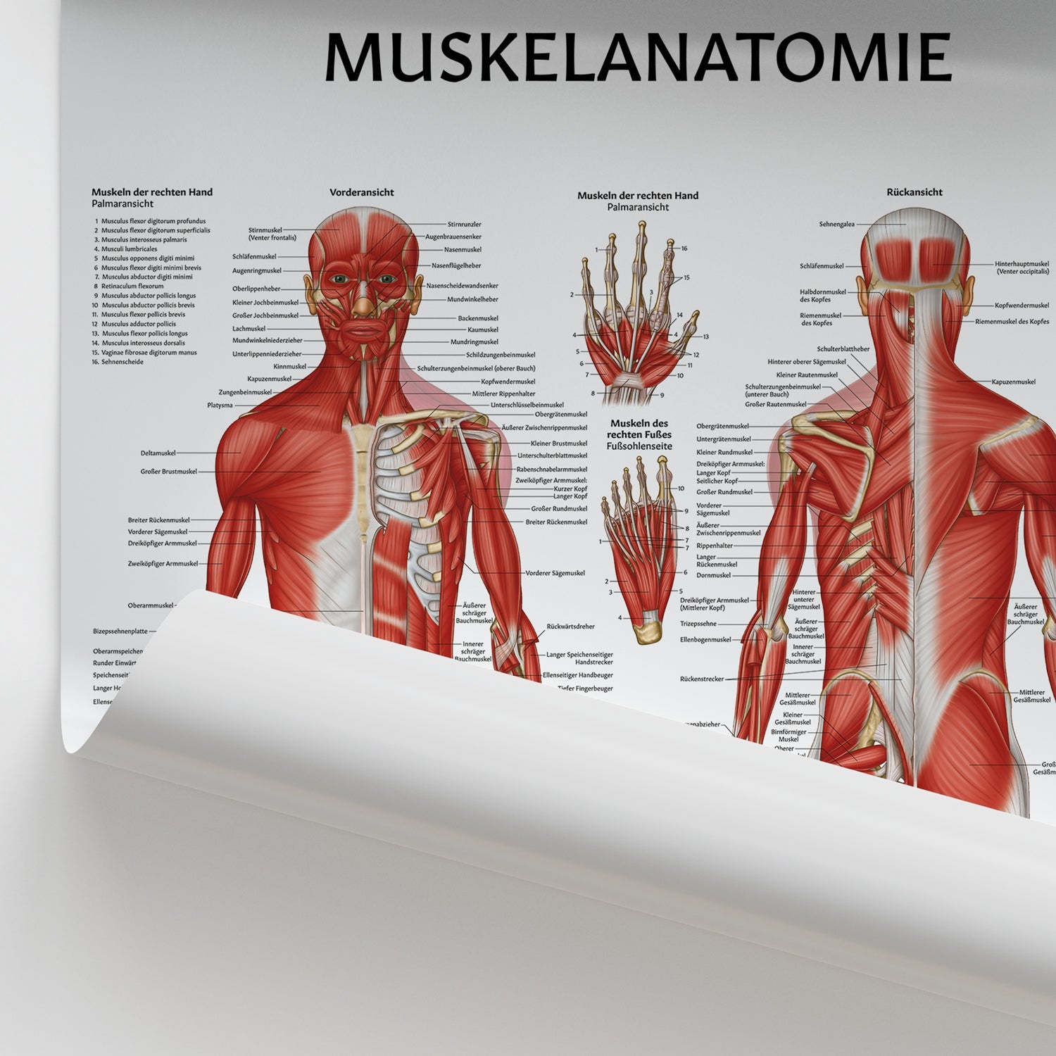 Muskelanatomie Chart / Poster - German