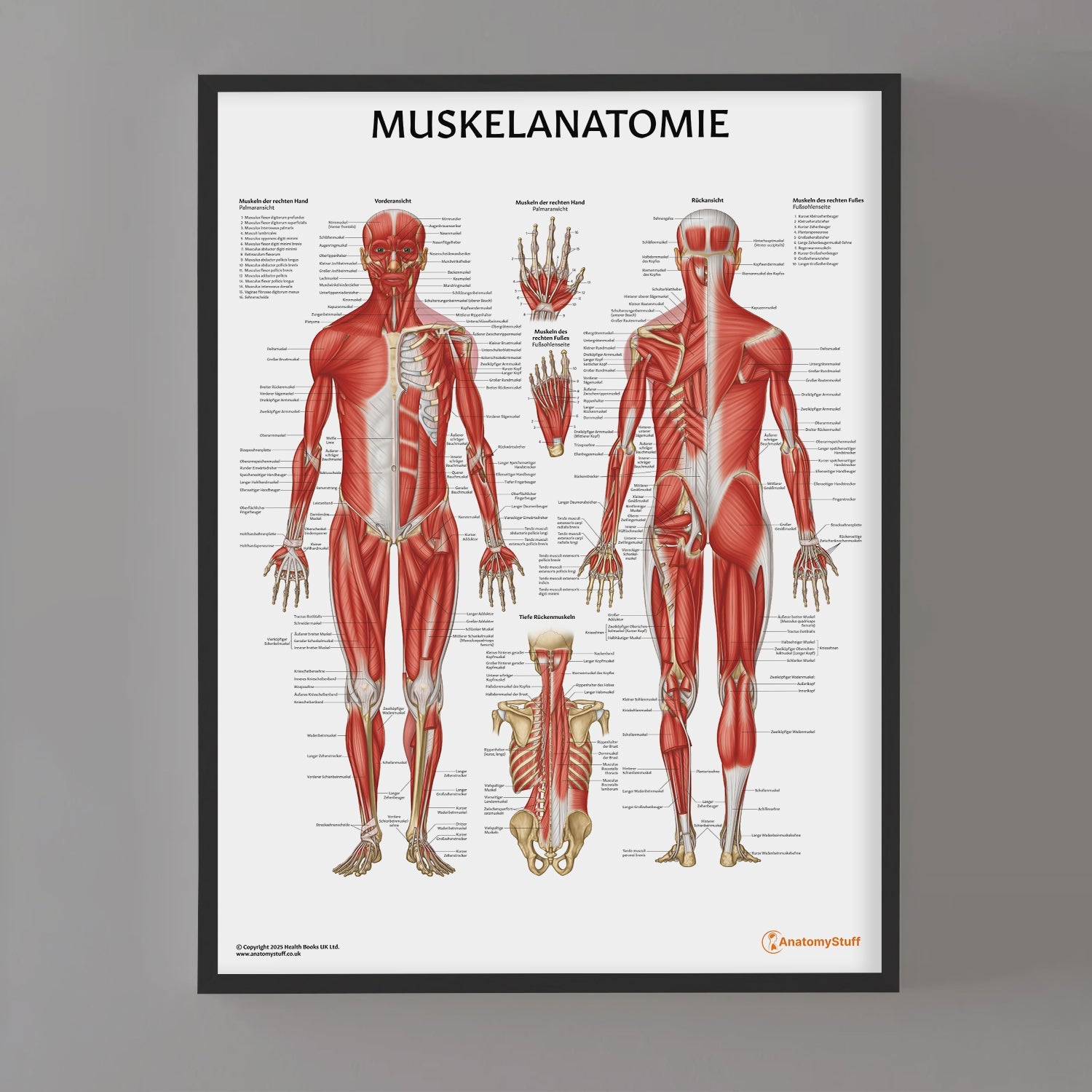 Muskelanatomie Chart / Poster - German