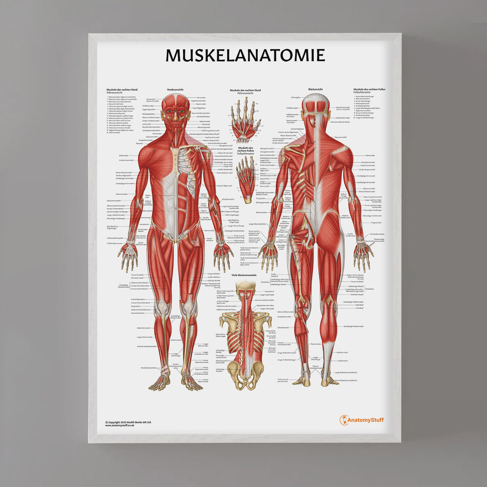 Muskelanatomie Chart / Poster - German