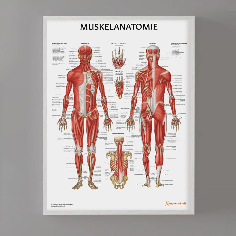 Muskelanatomie Chart / Poster - German