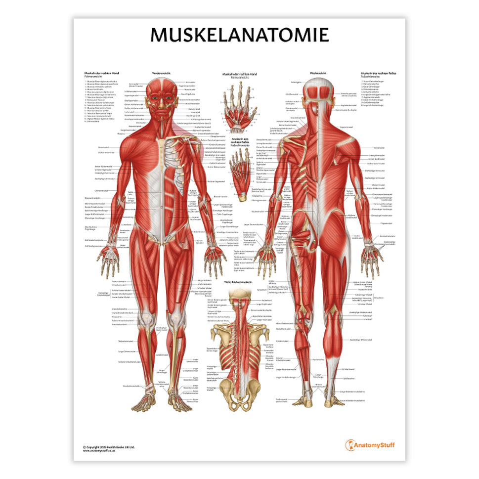 Muskelanatomie Chart / Poster - German