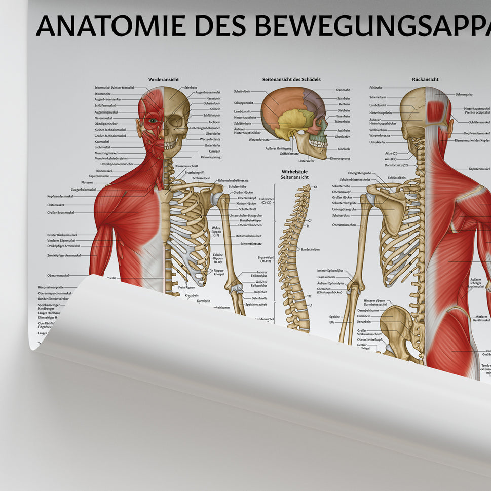 Anatomie des Bewegungsapparat Chart / Poster - German