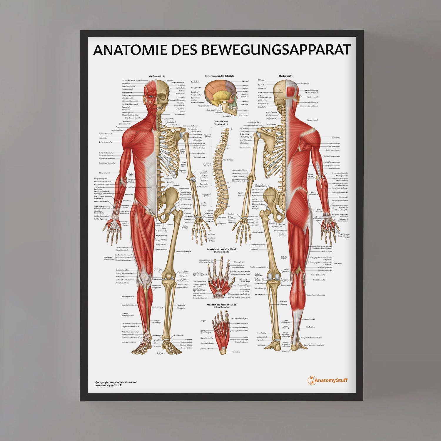 Anatomie des Bewegungsapparat Chart / Poster - German