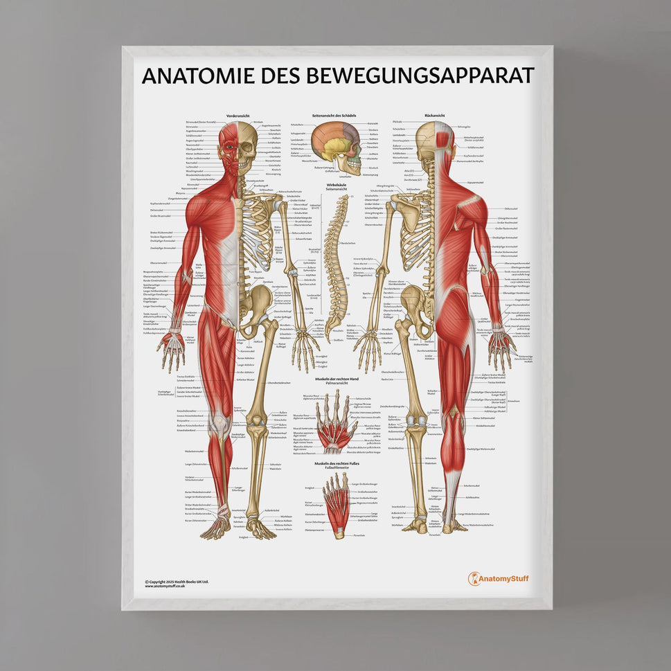 Anatomie des Bewegungsapparat Chart / Poster - German