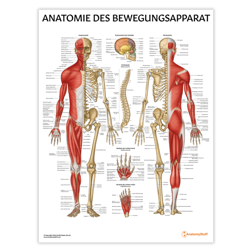 Anatomie des Bewegungsapparat Chart / Poster - German
