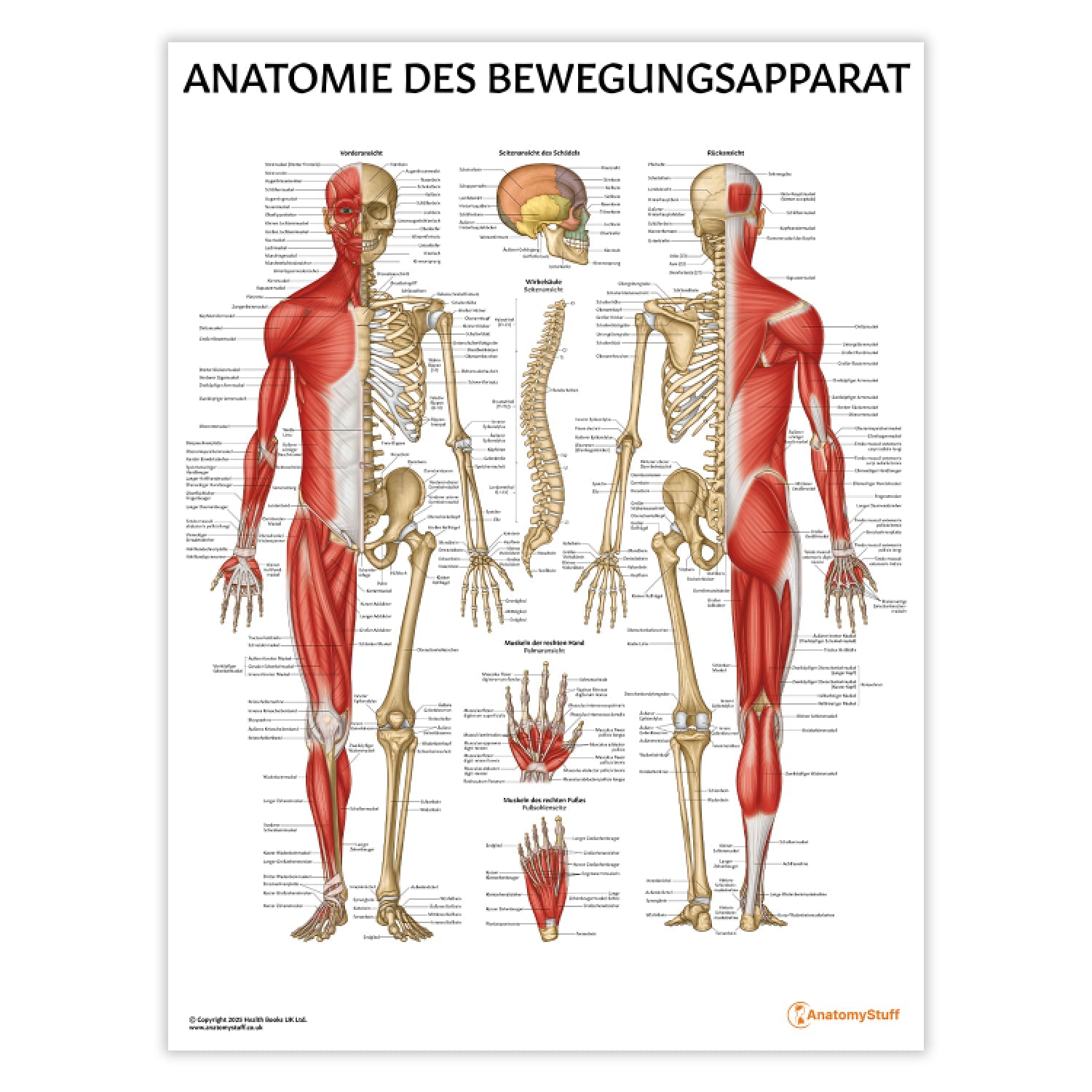 Anatomie des Bewegungsapparat Chart / Poster - German