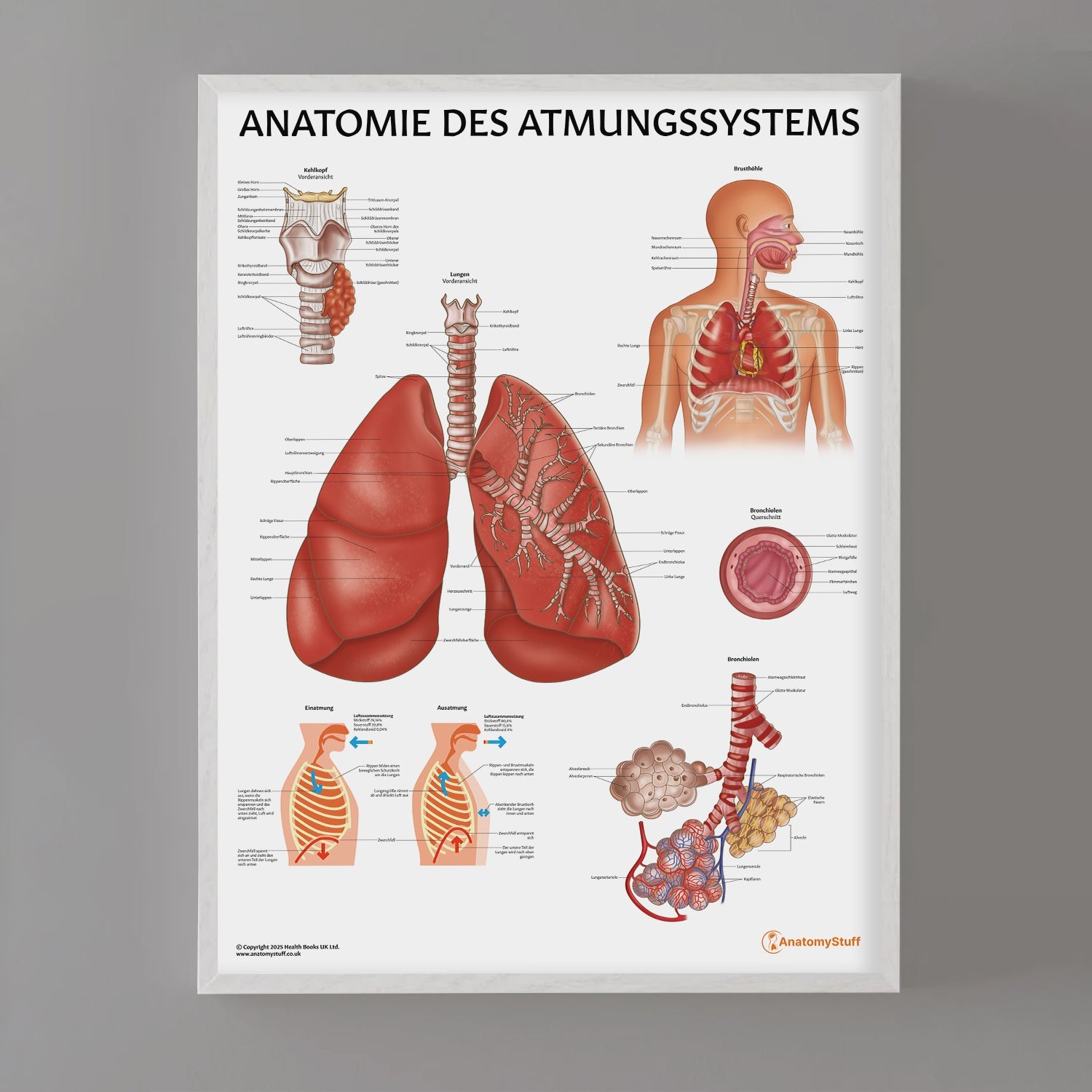Anatomie des Atmungssystems Chart / Poster - German