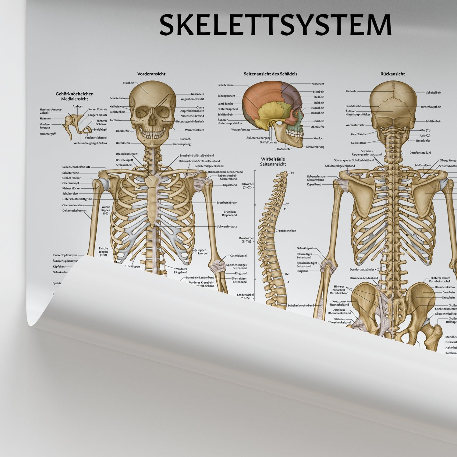 Skelettsystem Chart / Poster - German