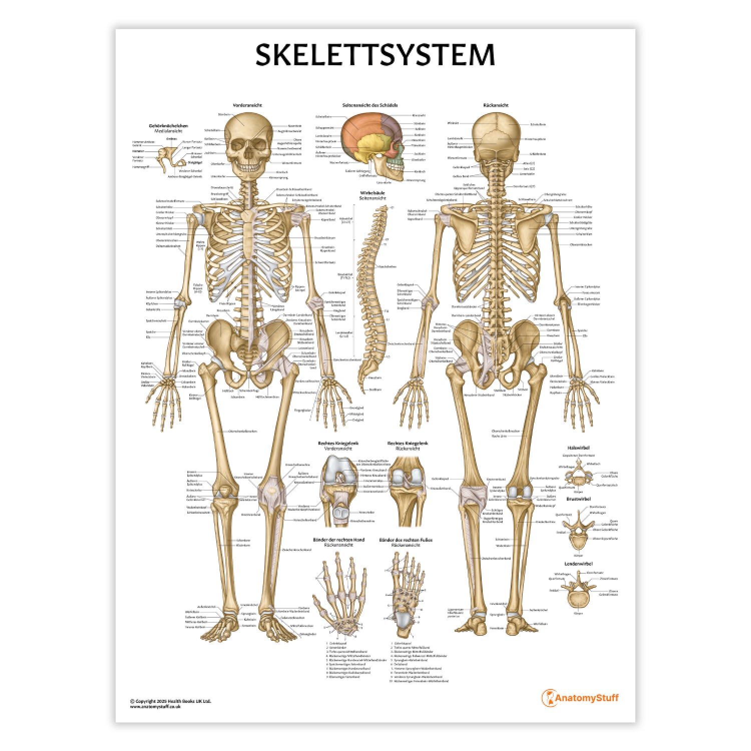 Skelettsystem Chart / Poster - German